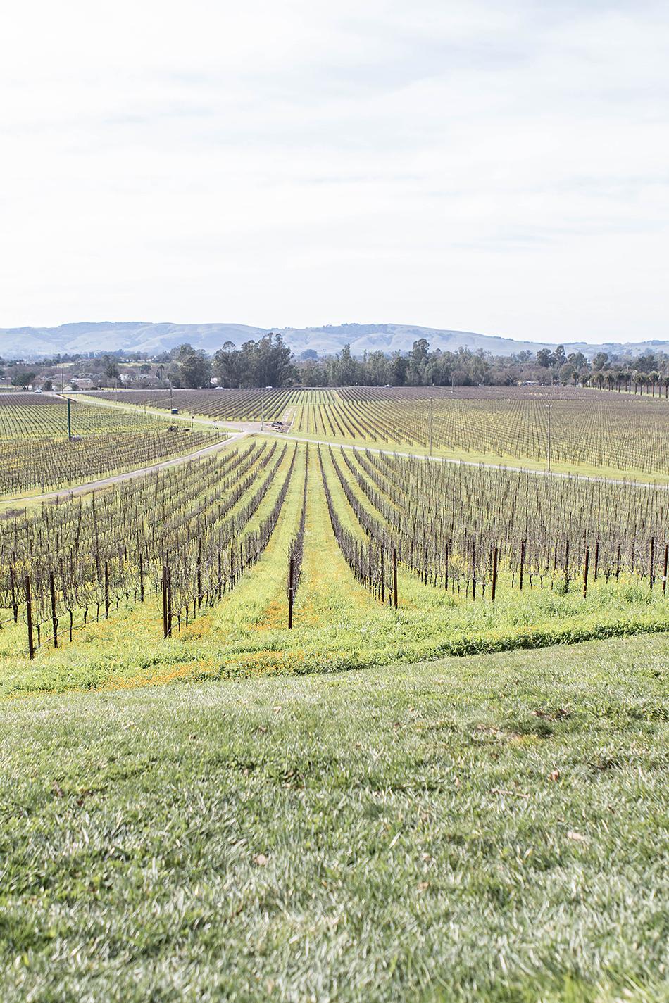 Places To Go Hacienda At Scribe Winery Ashley Kane